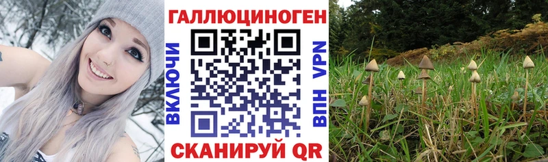 Галлюциногенные грибы Psilocybine cubensis Сарапул